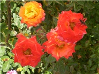 5d013a47-Picture 6646.jpg